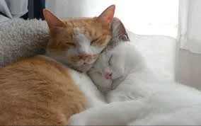 Без названия (14).webp