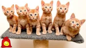 Без названия (16).webp