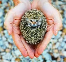 Без названия (17).webp