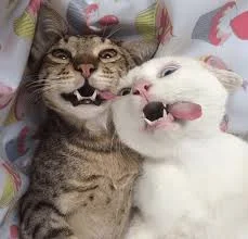 Без названия (19).webp