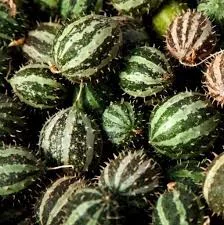 Без названия (2).webp