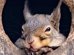 Без названия (2).webp