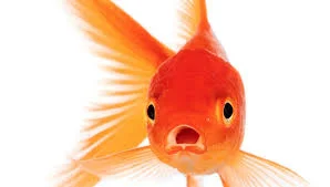 Без названия (2).webp