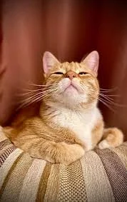 Без названия (2).webp