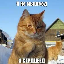 Без названия (2).webp