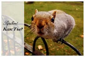 Без названия (2).webp