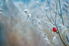 Без названия (2).webp