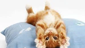 Без названия (2).webp