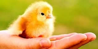 Без названия (2).webp