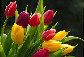 Без названия (20).webp