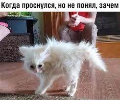Без названия (21).webp