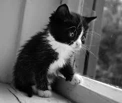 Без названия (26).webp