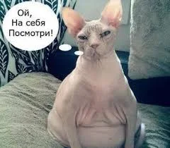 Без названия (29).webp