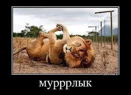 Без названия (3).webp