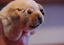 Без названия (3).webp