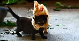 Без названия (3).webp