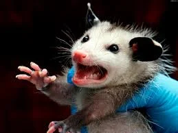 Без названия (3).webp