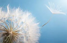 Без названия (32).jpeg