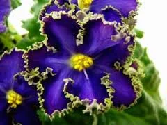 Без названия (32).webp