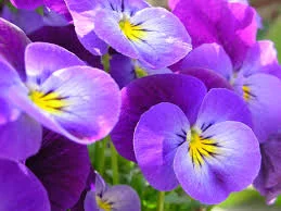 Без названия (33).webp