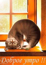 Без названия (35).webp