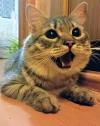 Без названия (4).webp