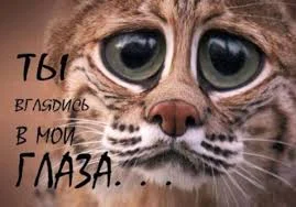 Без названия (4).webp