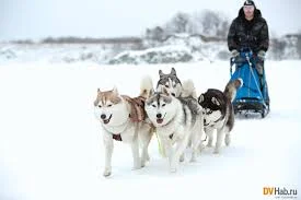 Без названия (4).webp