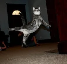 Без названия (5).webp