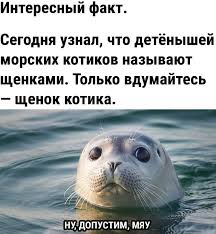 Без названия (55).jpeg