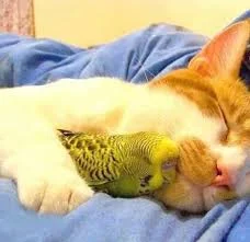 Без названия (7).webp