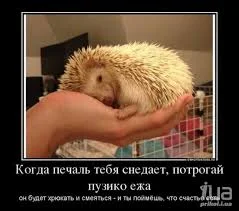 Без названия (8).webp