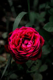 Без названия (9).webp