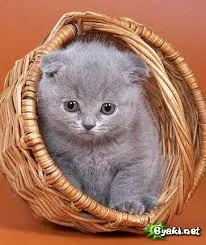 Без названия (9).webp