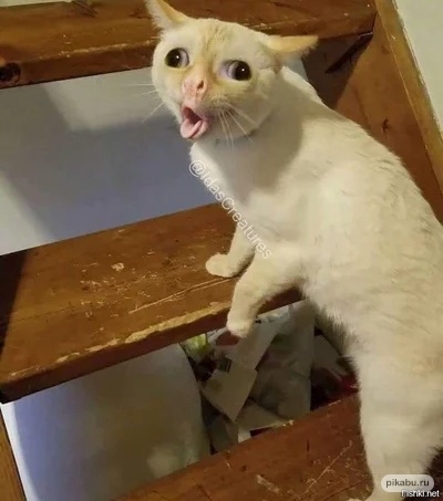 Без названия.jpeg