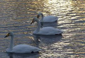 Без названия.webp