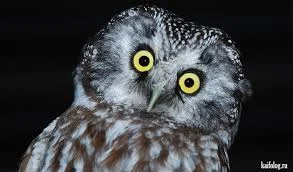 Без названия.webp