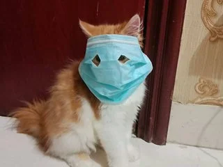 Без названия.webp