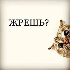 Без названия.webp