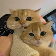 Без названия.webp