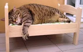 Без названия.webp