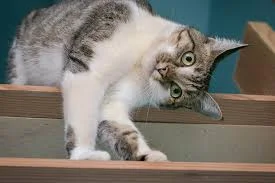 Без названия.webp