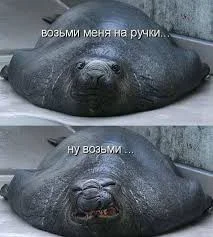 Без названия.webp