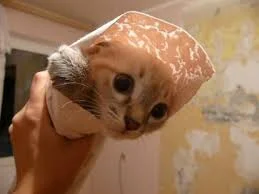 Без названия.webp