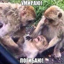 Без названия.webp