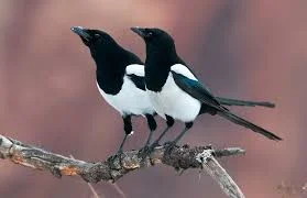 Без названия.webp