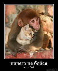 Без названия.webp