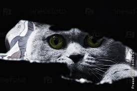 Без названия.webp