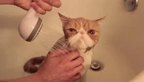 Без названия.webp