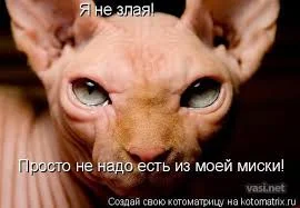 Без названия.webp